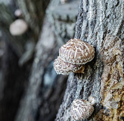 Shiitake Mushroom Picking