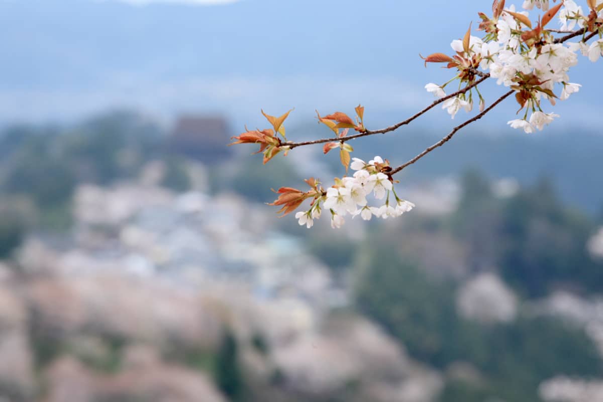(photo) Hanayagura View Point 6