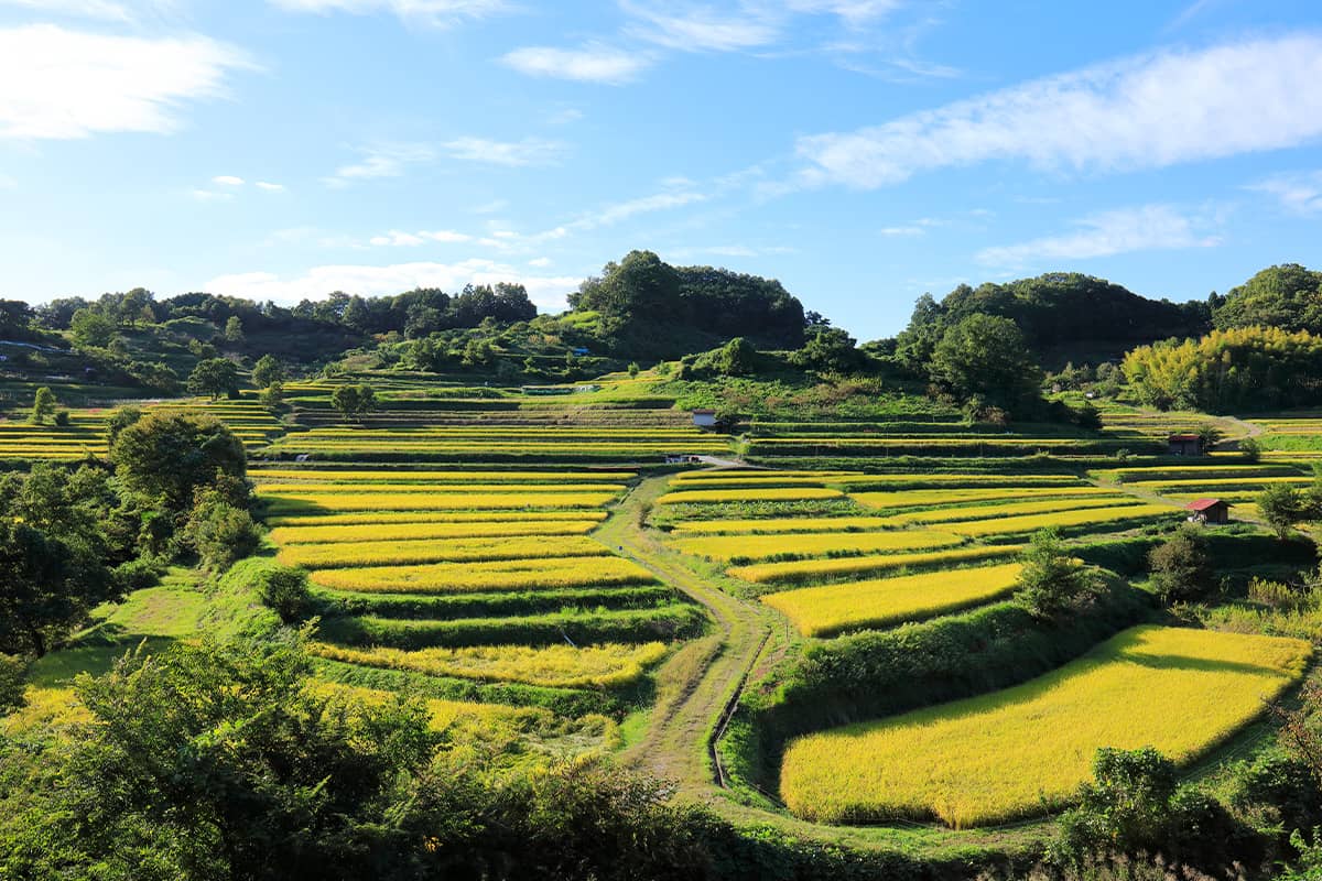 (photo) Asuka Village 6
