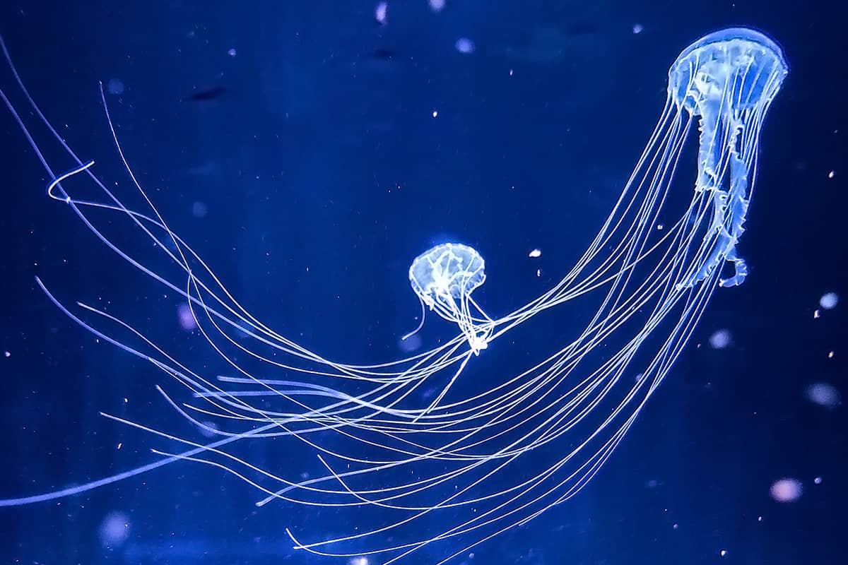 (photo) Kamo Aquarium 4