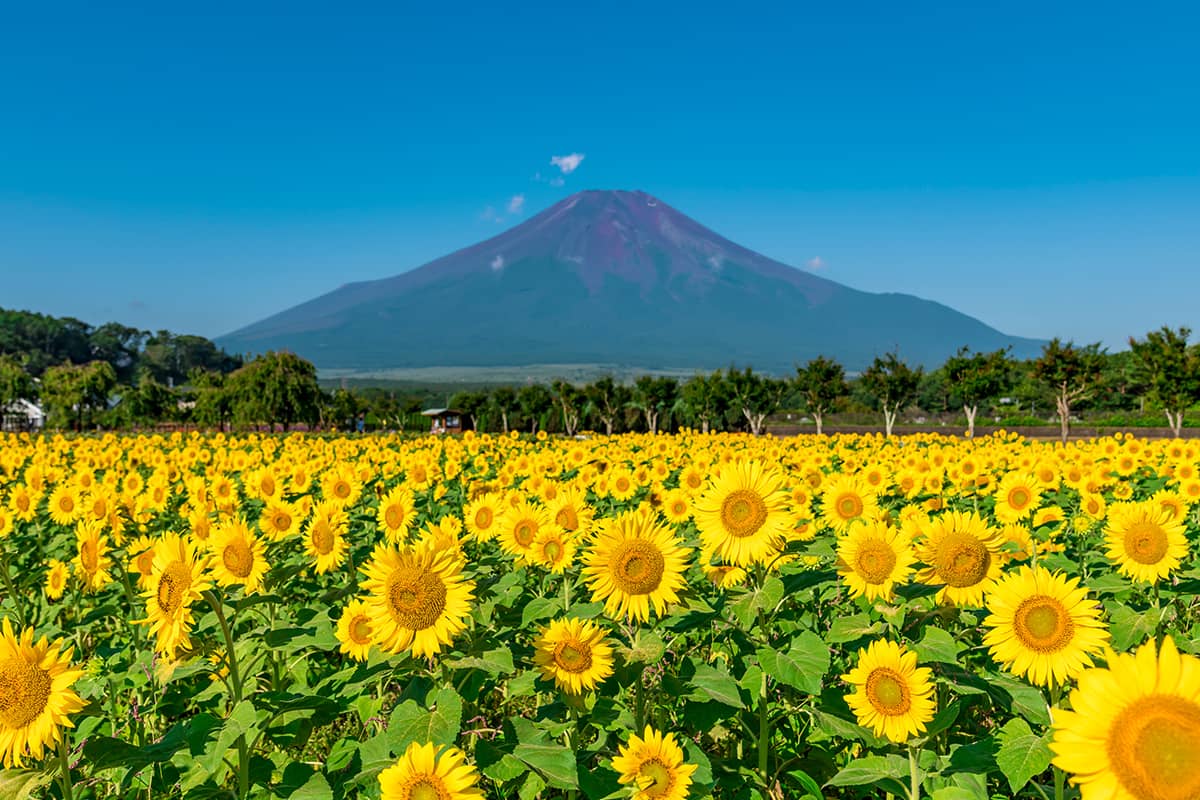 (photo) Lake Yamanaka 5