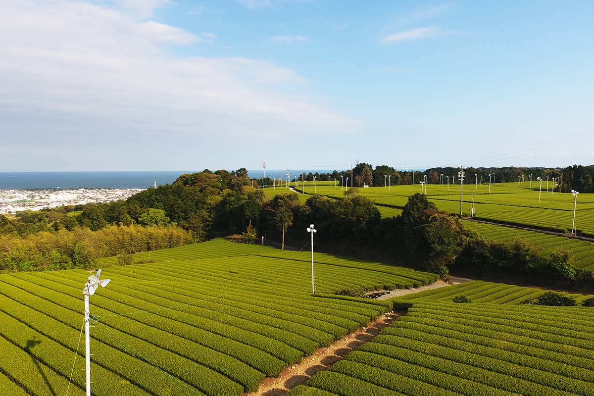 (photo) Makinohara Tea Plantations 1