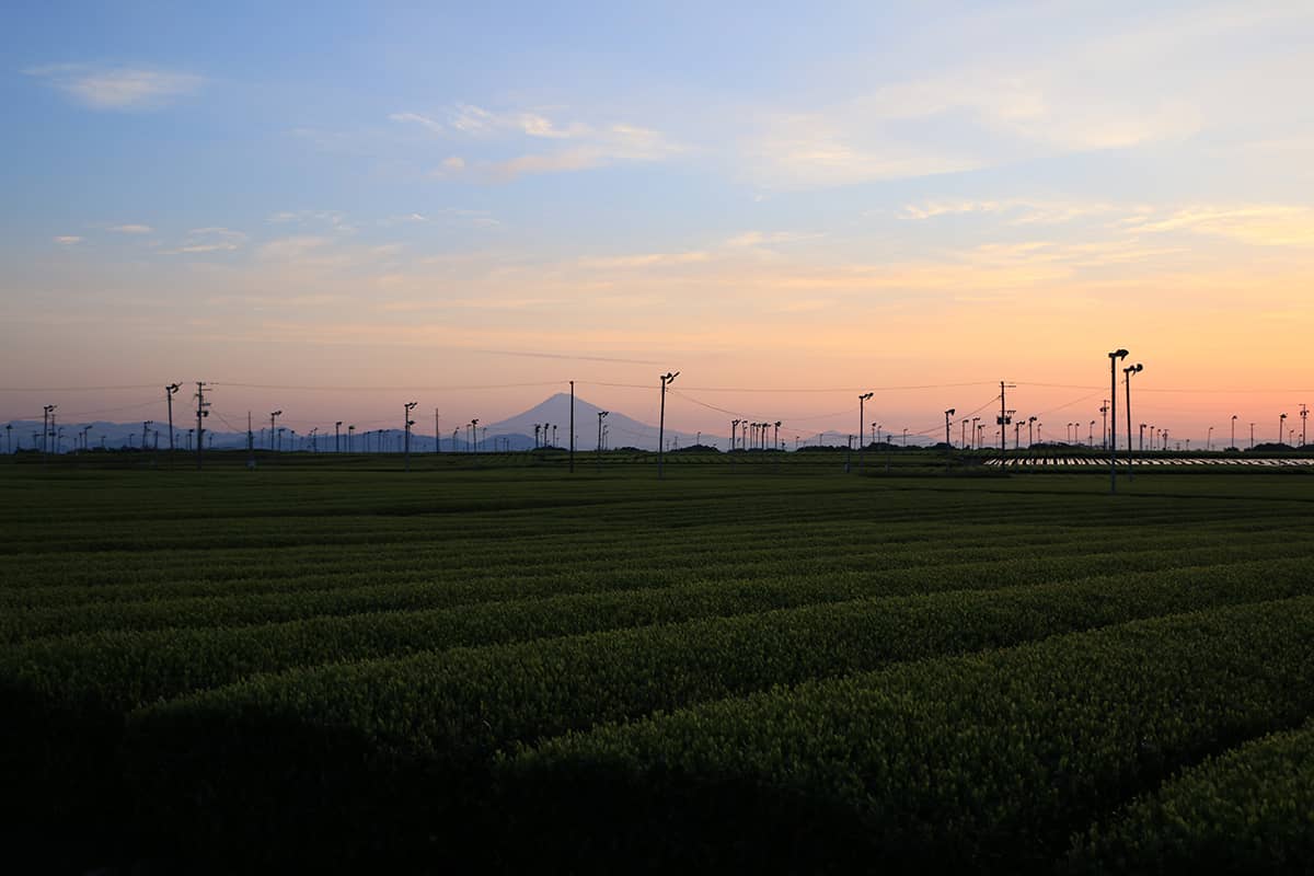 (photo) Makinohara Tea Plantations 2