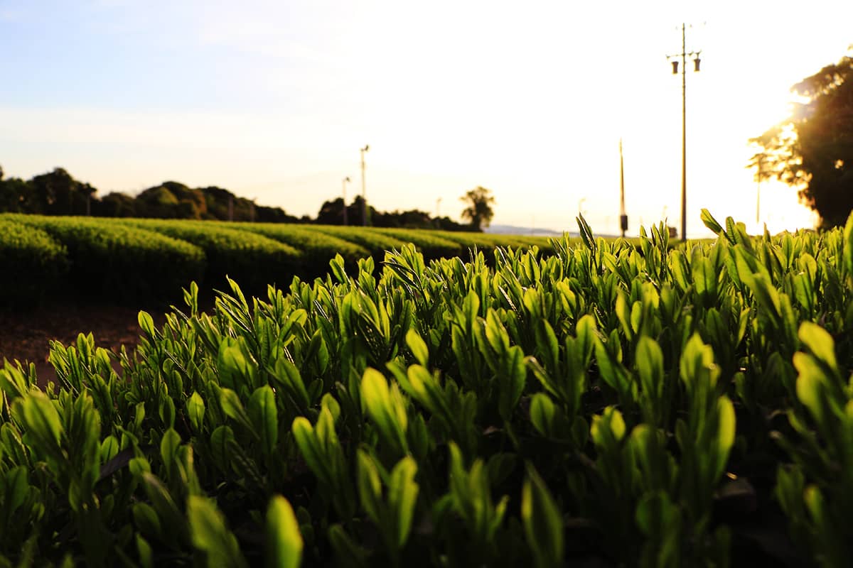 (photo) Makinohara Tea Plantations 3