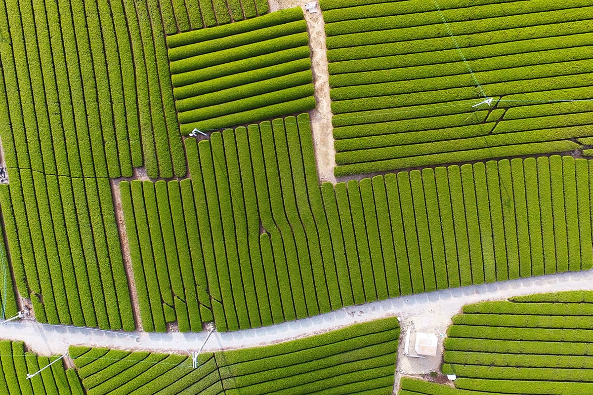 (photo) Makinohara Tea Plantations 4