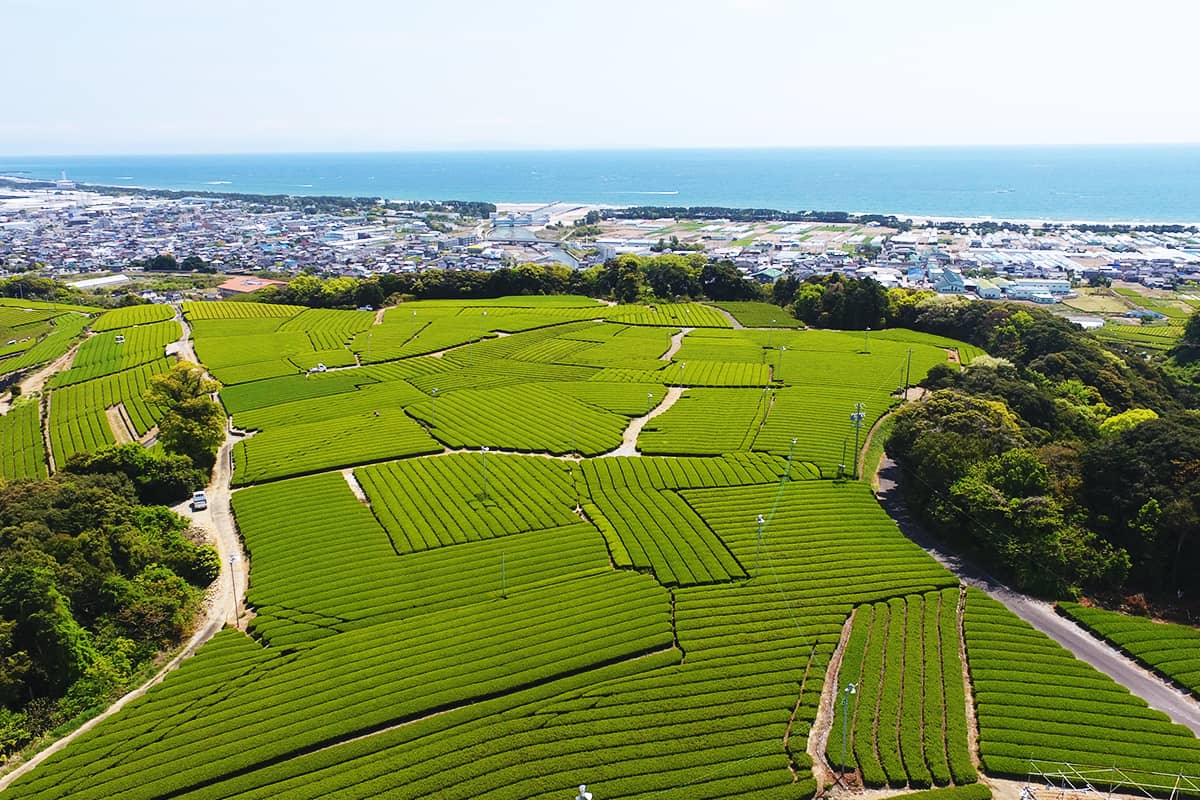 (photo) Makinohara Tea Plantations 6