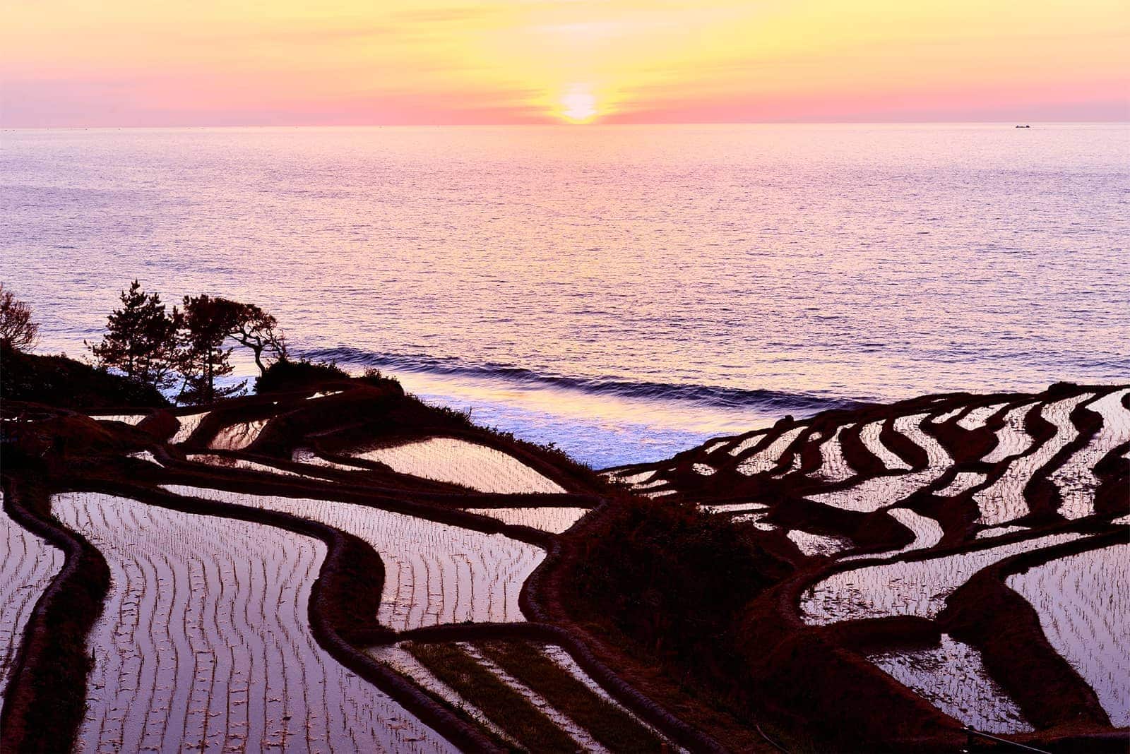 (写真) 白米千枚田 3