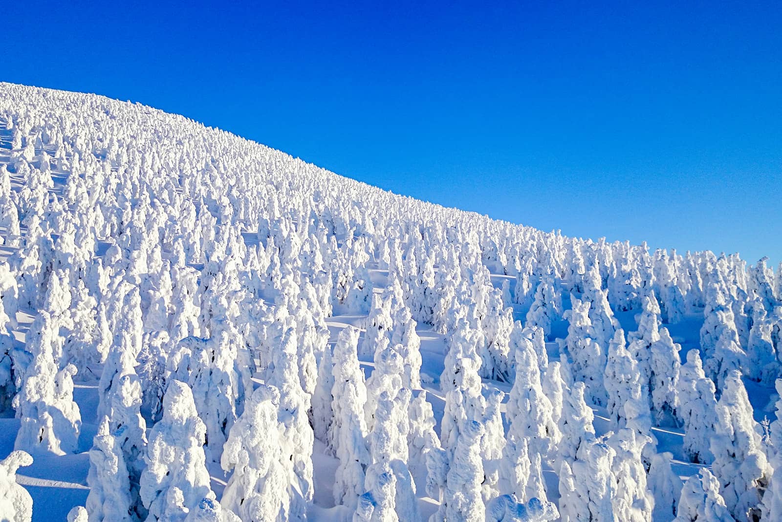 (photo) Mount Zao 2