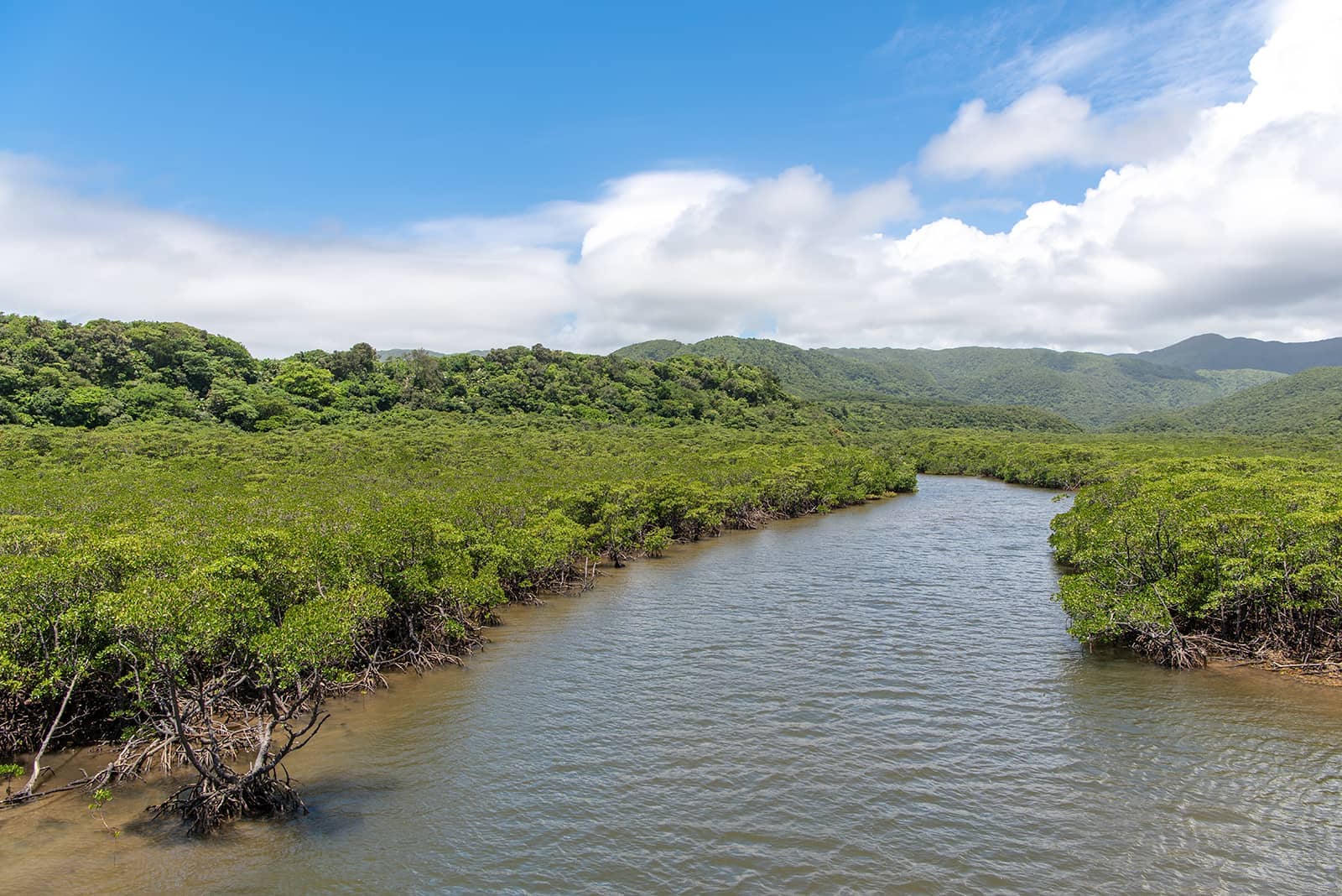 (photo) Nakama River Mangrove Cruise 1