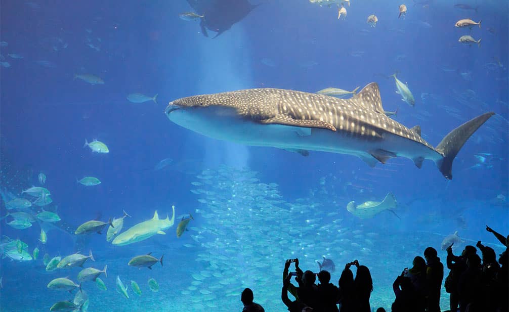 沖縄、沖縄美ら海水族館